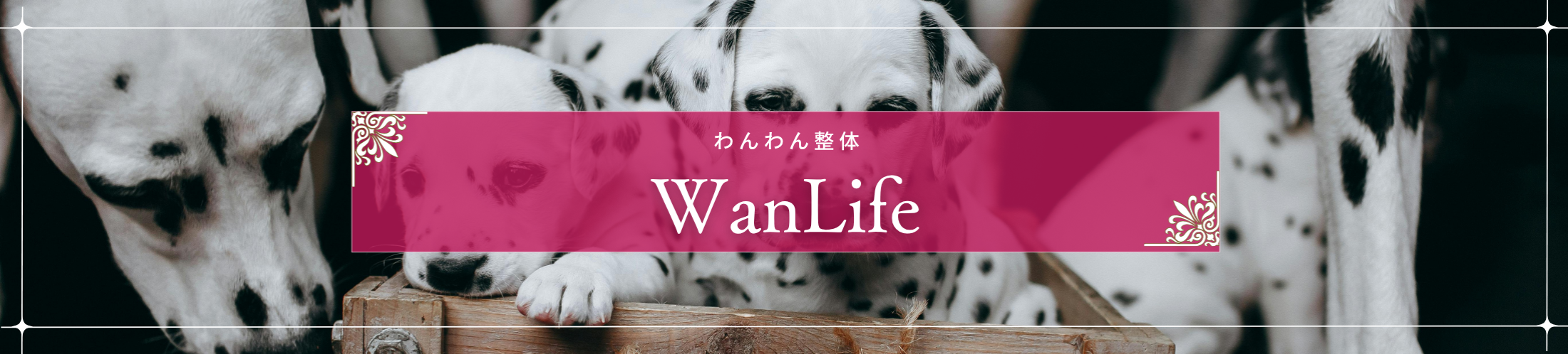 わんわん整体WanLife｜愛知・岐阜の犬の整体・メディセル筋膜リリース・オベロンアニマルスキャン・歩けるくん・ネオヒーラー・温灸・食事療法｜