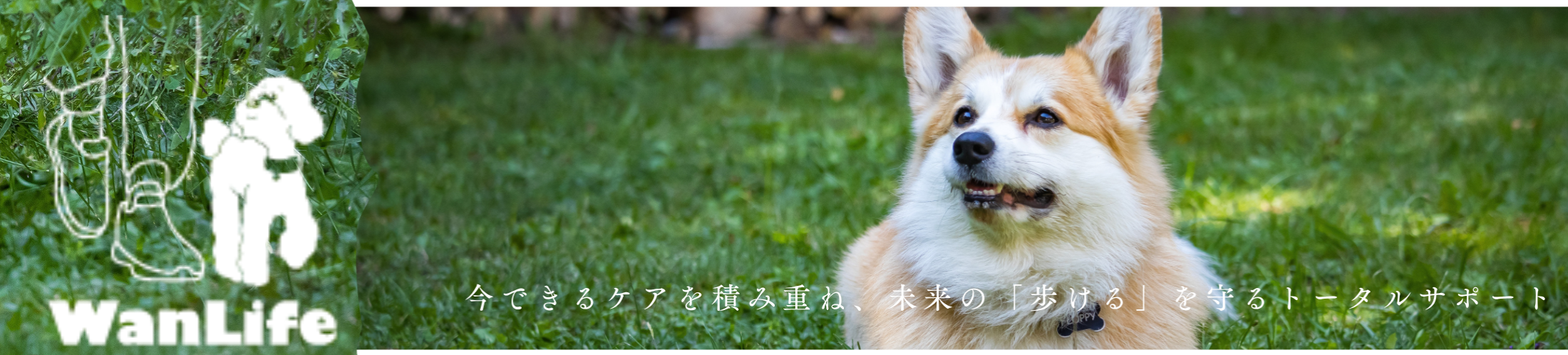 わんわん整体WanLife｜愛知・岐阜の犬の整体・メディセル筋膜リリース・オベロンアニマルスキャン・歩けるくん・ネオヒーラー・温灸・食事療法｜